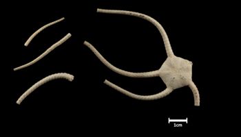 Media type: image;   Invertebrate Zoology OPH-475 Description: Top of brittle star with a view of the disc, some arms in fragments.;  Aspect: dorsal